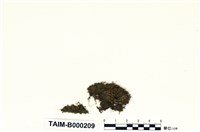 藏品(鳳尾苔屬)的圖片